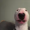 insane.walter