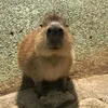 capybarasontungmtp