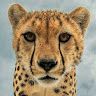 amar_sm