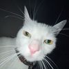 uglystinkykitties