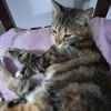 zuzu.bandida1