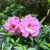 nasima_656