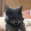 _kara.kedi