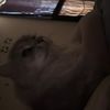 obsessedwithmeow