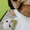Kucing Aneh