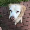 bretonen...luna