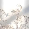 _franzi_franzi