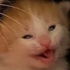 bingustherat