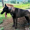 thecynophilist02