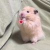 imhamster4