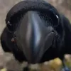 _najra__