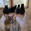 tuxedocattuxedocat