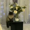 airinalex15
