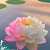 _dontcampare_