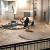 20200202panda