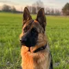viking_dogs_666