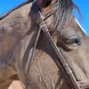 leap_of_faith_equestrian