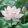transynguyen3885