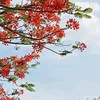 aa_bantumlum