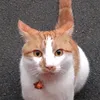 meowozers