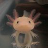 matcha_axolotl