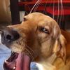 doggychannn