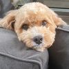 theo_k_cavapoo