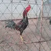 paithoonjewchimphalee