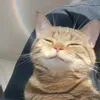 cigaboom