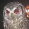 owlnightlife