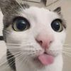 gabilita_333