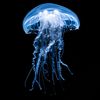 dullocean