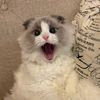loraky_