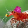 hamptonthehampster