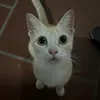 bachieclanehi