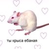 voglady