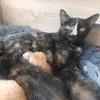 steffen_babykatzen