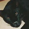fxsphl