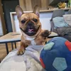 gucio_frenchie