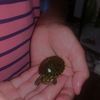 seaturtle135