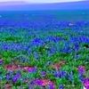 abo_maged65