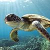 honu789