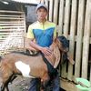 kambingbalalap