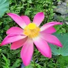 bca15129x