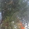 hanaade1