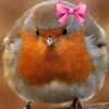 its_the.bird