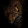 its_jaguar388