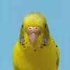dandelion_budgie