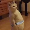 ngawwwww