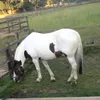 this_kitty_horses
